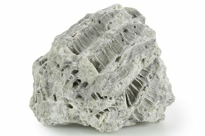 Silurian Dolostone w/ Sparkling Fossil Coral (Fletcheria) - Ohio #346073